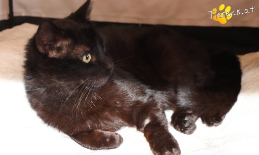 Katze Nico (Foto by Tiereck.at - Lavanttaler Tierhilfe)