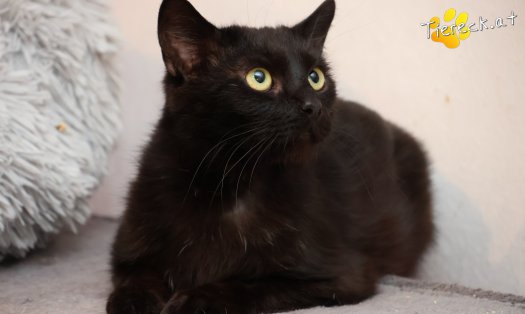 Katze Nico (Foto by Tiereck.at - Lavanttaler Tierhilfe)