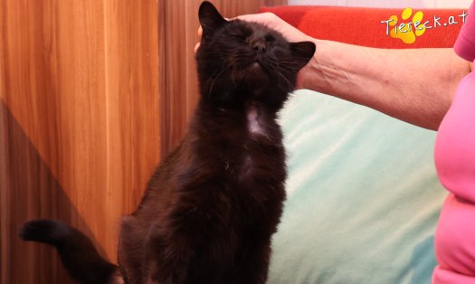 Katze Nico (Foto by Tiereck.at - Lavanttaler Tierhilfe)
