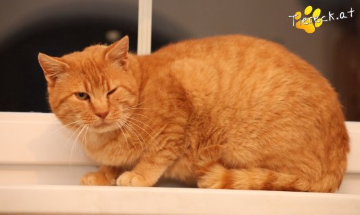 Katze Chili (Foto by Tiereck.at - Lavanttaler Tierhilfe)