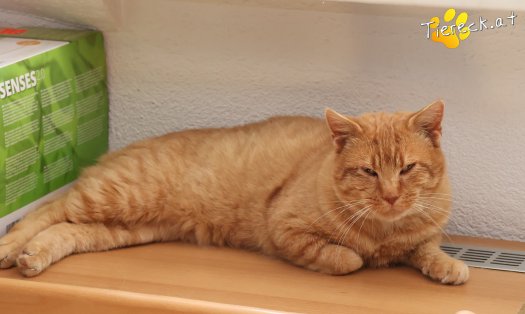 Katze Chili (Foto by Tiereck.at - Lavanttaler Tierhilfe)