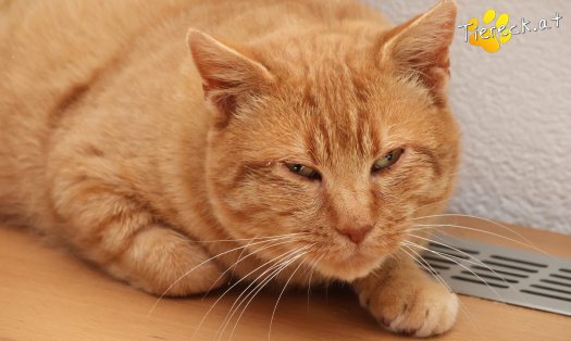 Katze Chili (Foto by Tiereck.at - Lavanttaler Tierhilfe)