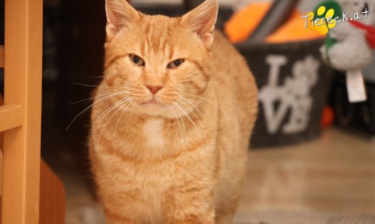 Katze Chili (Foto by Tiereck.at - Lavanttaler Tierhilfe)