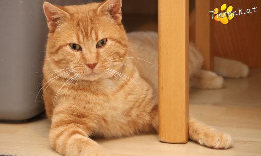 Katze Chili (Foto by Tiereck.at - Lavanttaler Tierhilfe)