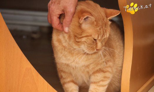 Katze Chili (Foto by Tiereck.at - Lavanttaler Tierhilfe)