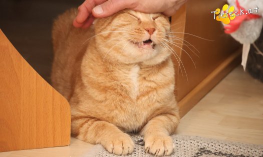 Katze Chili (Foto by Tiereck.at - Lavanttaler Tierhilfe)