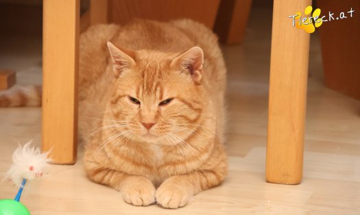 Katze Chili (Foto by Tiereck.at - Lavanttaler Tierhilfe)