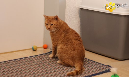 Katze Chili (Foto by Tiereck.at - Lavanttaler Tierhilfe)