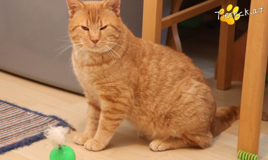 Katze Chili (Foto by Tiereck.at - Lavanttaler Tierhilfe)