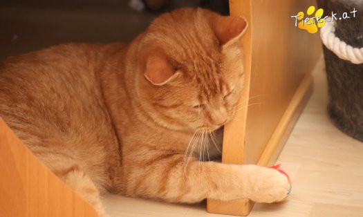 Katze Chili (Foto by Tiereck.at - Lavanttaler Tierhilfe)