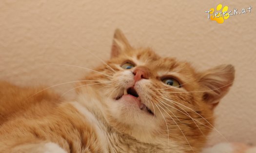 Katze Romeo (Foto by Tiereck.at - Lavanttaler Tierhilfe)