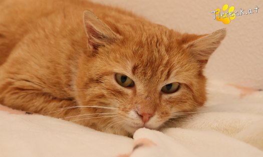 Katze Romeo (Foto by Tiereck.at - Lavanttaler Tierhilfe)