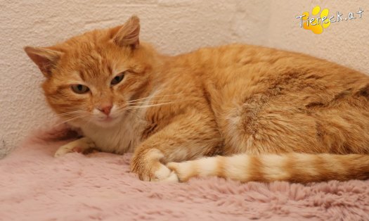 Katze Romeo (Foto by Tiereck.at - Lavanttaler Tierhilfe)