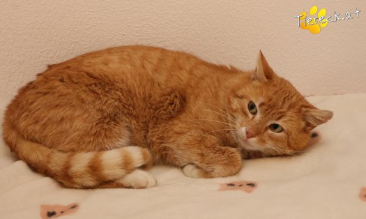 Katze Romeo (Foto by Tiereck.at - Lavanttaler Tierhilfe)