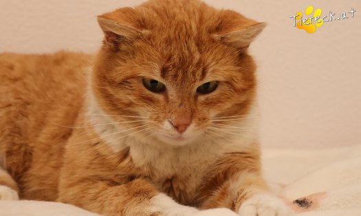 Katze Romeo (Foto by Tiereck.at - Lavanttaler Tierhilfe)