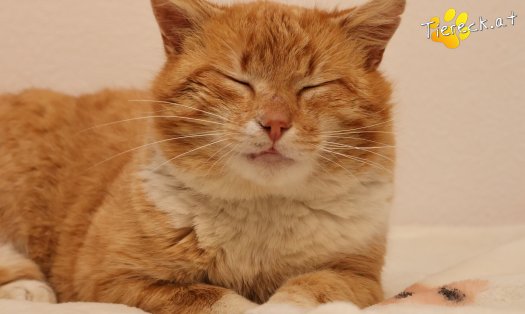 Katze Romeo (Foto by Tiereck.at - Lavanttaler Tierhilfe)