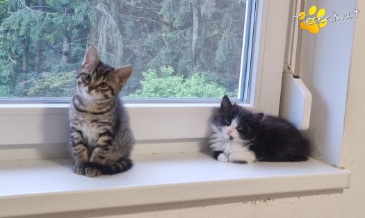 Katze S&ouml;ckchen (Foto by Tiereck.at - Lavanttaler Tierhilfe)