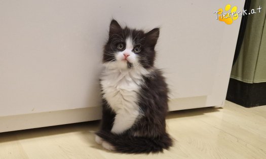 Katze S&ouml;ckchen (Foto by Tiereck.at - Lavanttaler Tierhilfe)