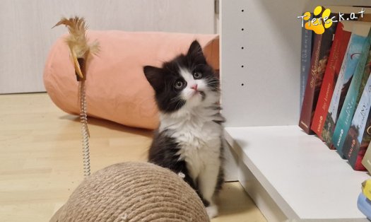 Katze S&ouml;ckchen (Foto by Tiereck.at - Lavanttaler Tierhilfe)