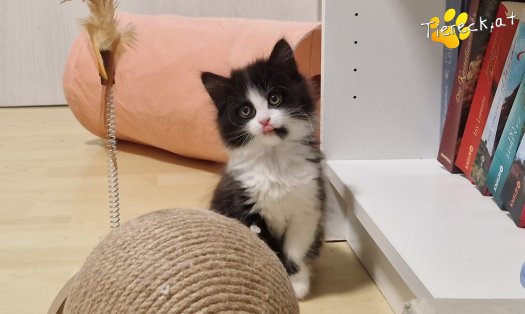 Katze S&ouml;ckchen (Foto by Tiereck.at - Lavanttaler Tierhilfe)