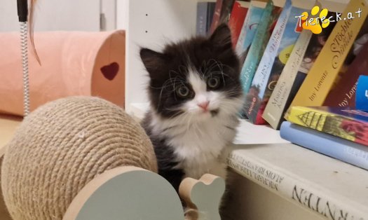 Katze S&ouml;ckchen (Foto by Tiereck.at - Lavanttaler Tierhilfe)