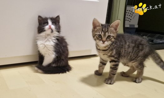Katze S&ouml;ckchen (Foto by Tiereck.at - Lavanttaler Tierhilfe)