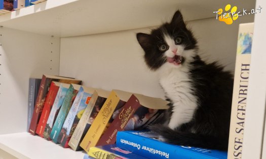 Katze S&ouml;ckchen (Foto by Tiereck.at - Lavanttaler Tierhilfe)