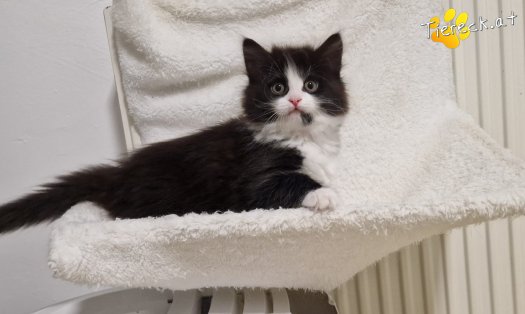 Katze S&ouml;ckchen (Foto by Tiereck.at - Lavanttaler Tierhilfe)