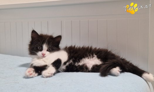 Katze S&ouml;ckchen (Foto by Tiereck.at - Lavanttaler Tierhilfe)