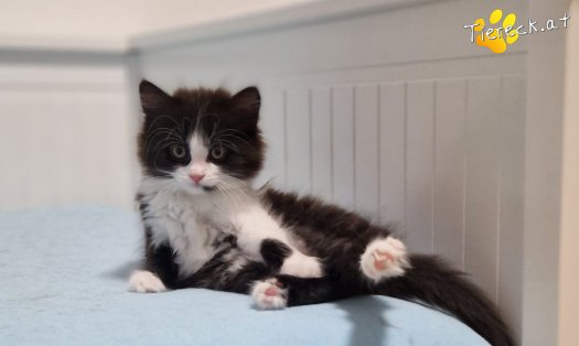 Katze S&ouml;ckchen (Foto by Tiereck.at - Lavanttaler Tierhilfe)