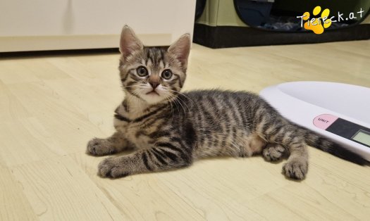 Katze Sugar (Foto by Tiereck.at - Lavanttaler Tierhilfe)