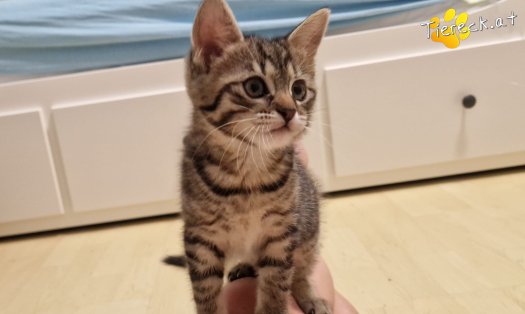 Katze Sugar (Foto by Tiereck.at - Lavanttaler Tierhilfe)