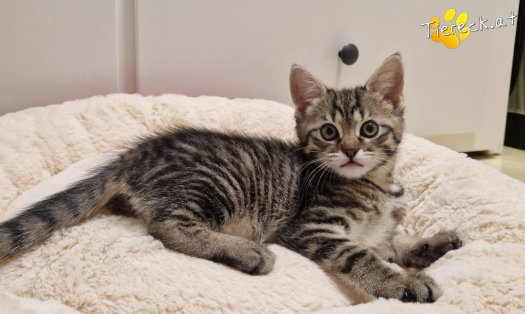 Katze Sugar (Foto by Tiereck.at - Lavanttaler Tierhilfe)