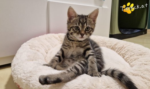 Katze Sugar (Foto by Tiereck.at - Lavanttaler Tierhilfe)