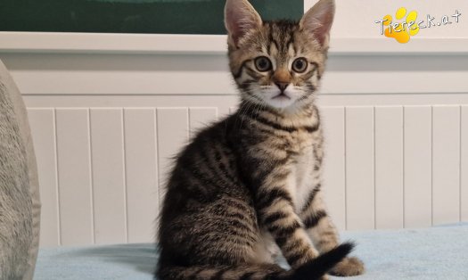 Katze Sugar (Foto by Tiereck.at - Lavanttaler Tierhilfe)