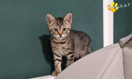 Katze Sugar (Foto by Tiereck.at - Lavanttaler Tierhilfe)