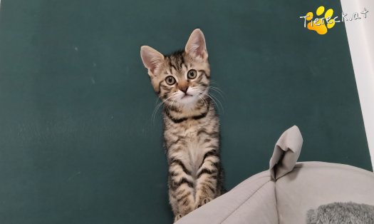 Katze Sugar (Foto by Tiereck.at - Lavanttaler Tierhilfe)