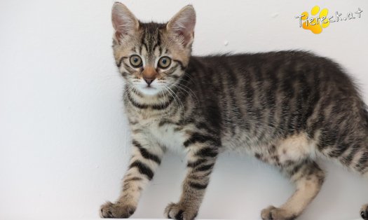 Katze Sugar (Foto by Tiereck.at - Lavanttaler Tierhilfe)
