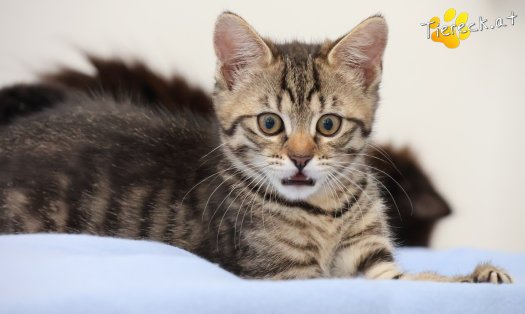 Katze Sugar (Foto by Tiereck.at - Lavanttaler Tierhilfe)