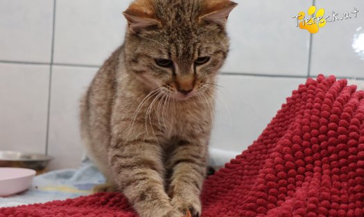 Katze B&auml;rli (Foto by Tiereck.at - Lavanttaler Tierhilfe)