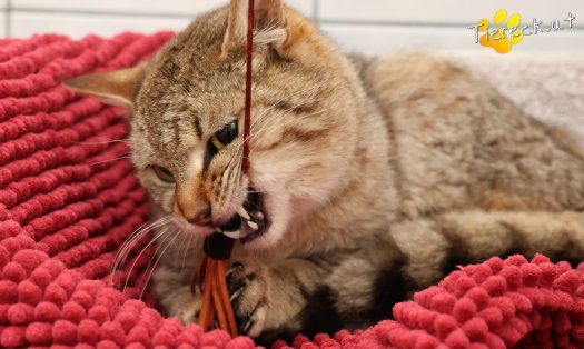 Katze B&auml;rli (Foto by Tiereck.at - Lavanttaler Tierhilfe)