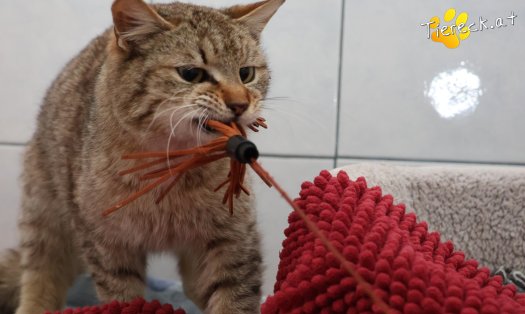 Katze B&auml;rli (Foto by Tiereck.at - Lavanttaler Tierhilfe)