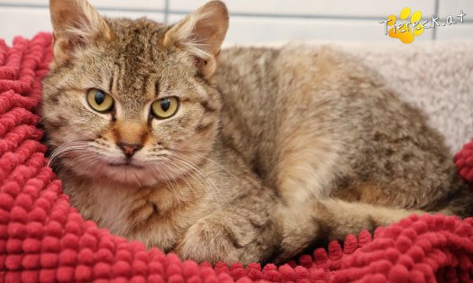 Katze B&auml;rli (Foto by Tiereck.at - Lavanttaler Tierhilfe)