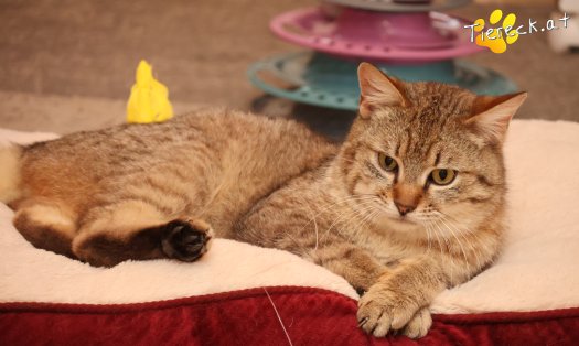 Katze B&auml;rli (Foto by Tiereck.at - Lavanttaler Tierhilfe)