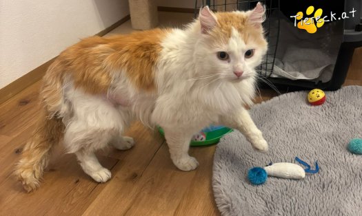 Katze Mika (Foto by Tiereck.at - Lavanttaler Tierhilfe)