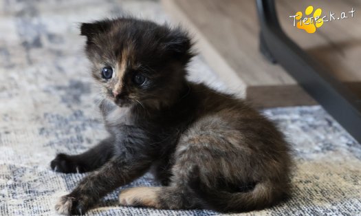 Katze Maila (Foto by Tiereck.at - Lavanttaler Tierhilfe)