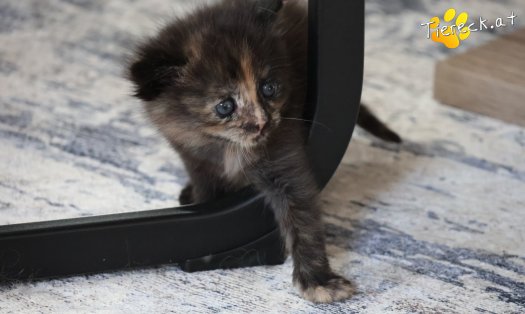 Katze Maila (Foto by Tiereck.at - Lavanttaler Tierhilfe)