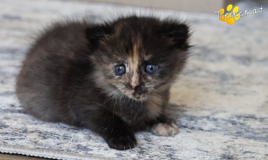 Katze Maila (Foto by Tiereck.at - Lavanttaler Tierhilfe)