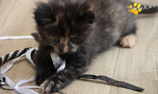 Katze Maila (Foto by Tiereck.at - Lavanttaler Tierhilfe)