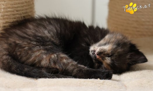 Katze Maila (Foto by Tiereck.at - Lavanttaler Tierhilfe)